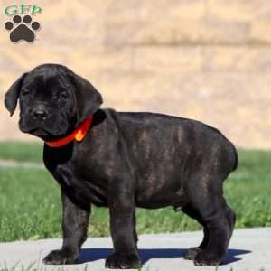 Rich, Cane Corso Puppy