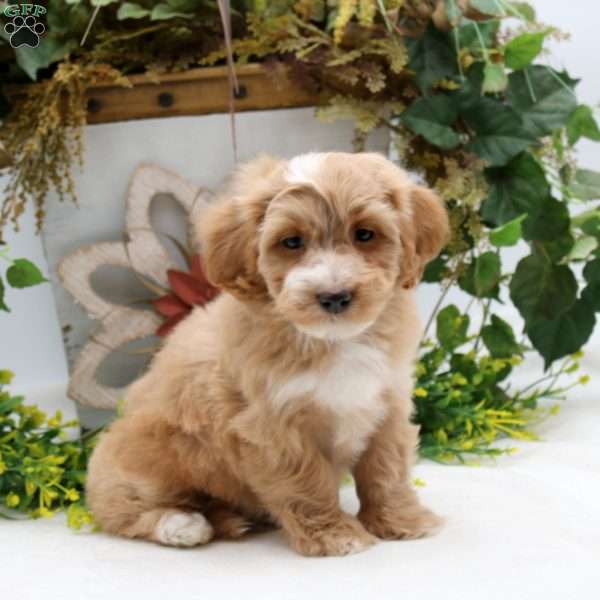 Richard, Havapoo Puppy