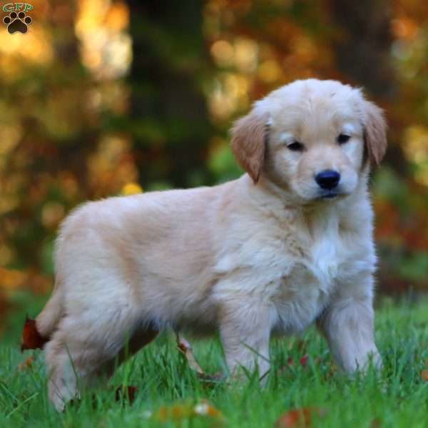 Ricky, Golden Retriever Puppy
