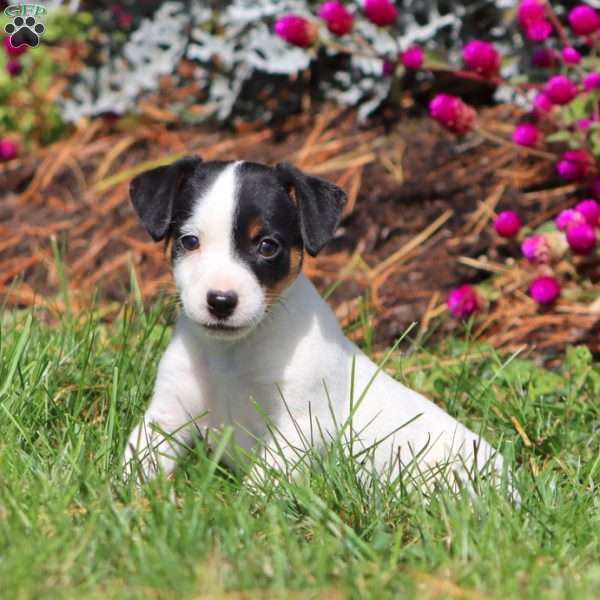 Ricky, Jack Russell Terrier Puppy