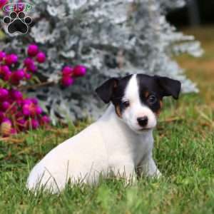 Ricky, Jack Russell Terrier Puppy
