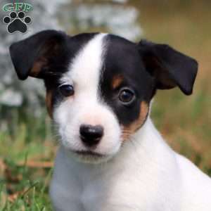 Ricky, Jack Russell Terrier Puppy