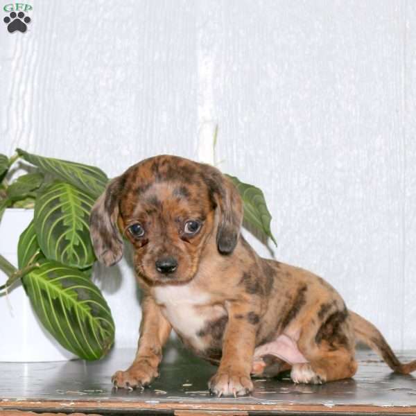 Riley, Cavalier King Charles Mix Puppy