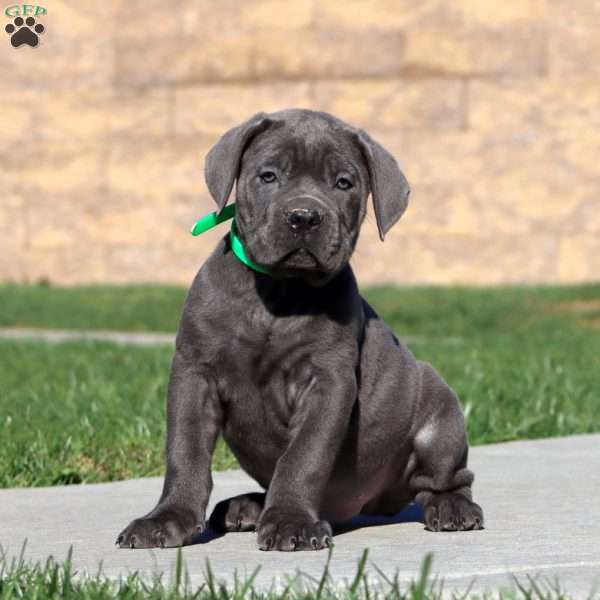 Riley, Cane Corso Puppy