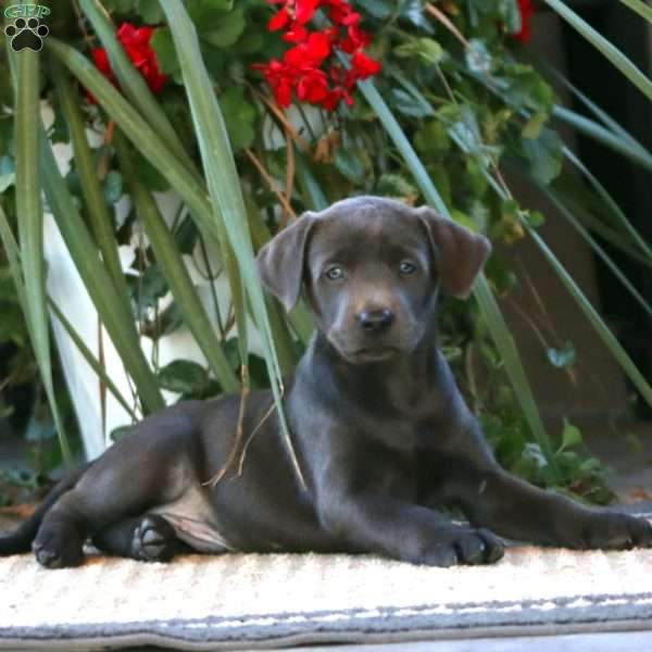 Riley, Charcoal Labrador Retriever Puppy