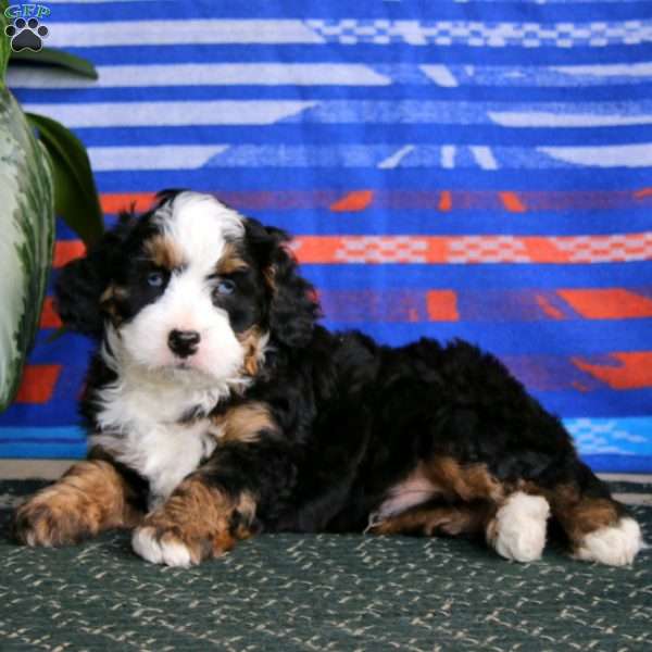 Riley, Mini Bernedoodle Puppy