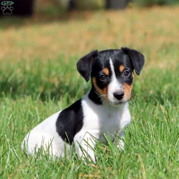 Riley, Jack Russell Terrier Puppy