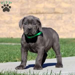 Riley, Cane Corso Puppy
