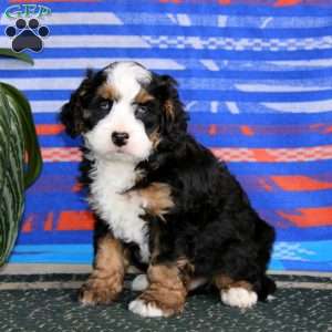 Riley, Mini Bernedoodle Puppy