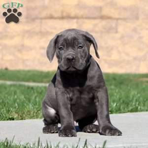 Riley, Cane Corso Puppy