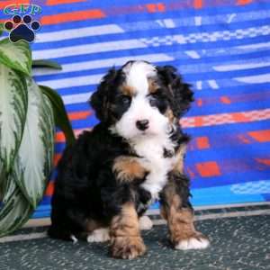 Riley, Mini Bernedoodle Puppy