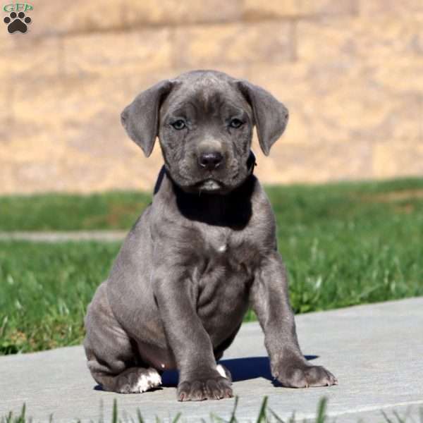 Rilynn, Cane Corso Puppy
