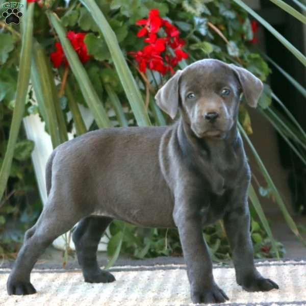 Rilynn, Charcoal Labrador Retriever Puppy