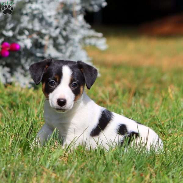 Rilynn, Jack Russell Terrier Puppy