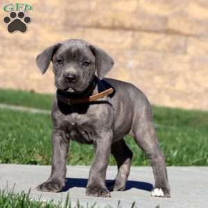 Rilynn, Cane Corso Puppy