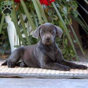 Rilynn, Charcoal Labrador Retriever Puppy