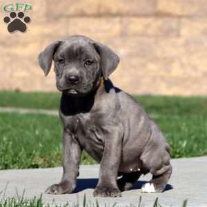 Rilynn, Cane Corso Puppy