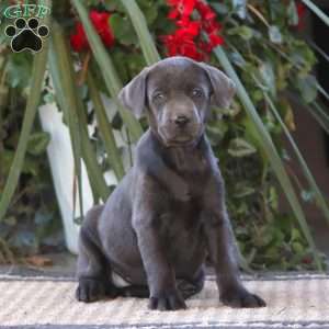 Rilynn, Charcoal Labrador Retriever Puppy