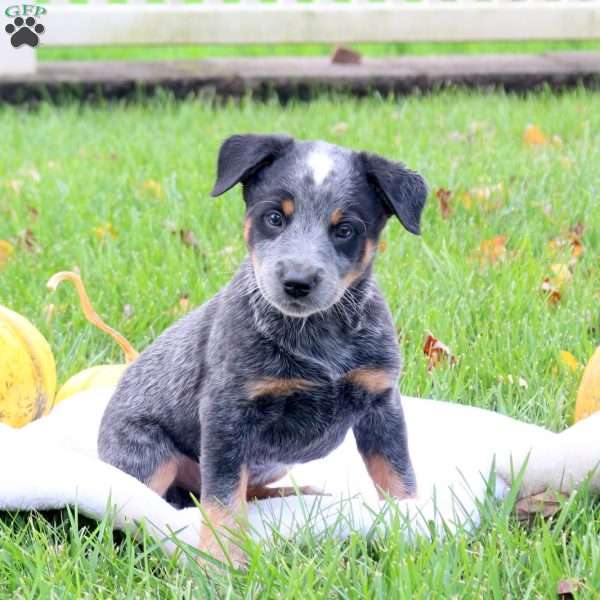 Rio, Blue Heeler – Australian Cattle Dog Puppy