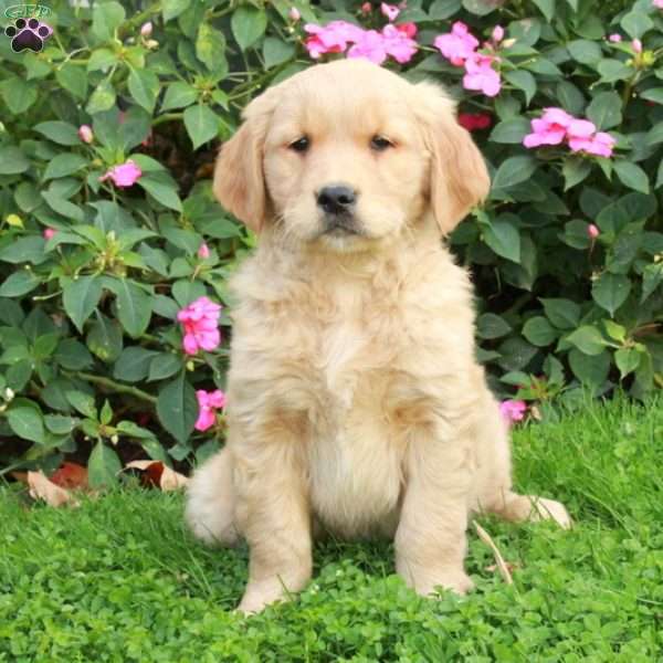 Rio, Golden Retriever Puppy