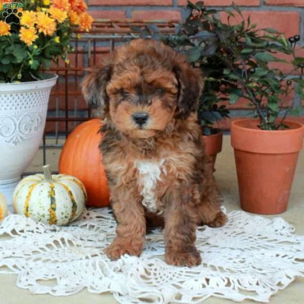 Rio, Havapoo Puppy