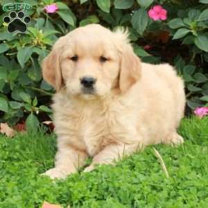 Rio, Golden Retriever Puppy