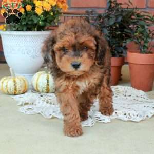 Rio, Havapoo Puppy