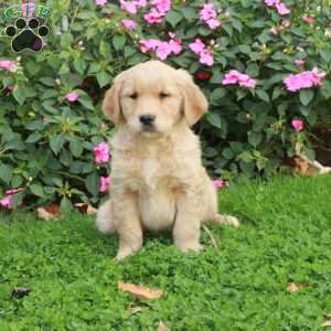 Rio, Golden Retriever Puppy