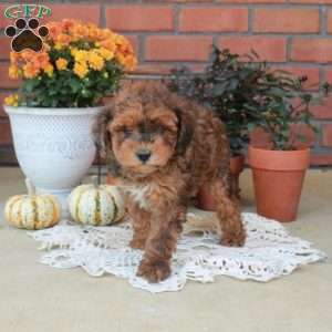 Rio, Havapoo Puppy