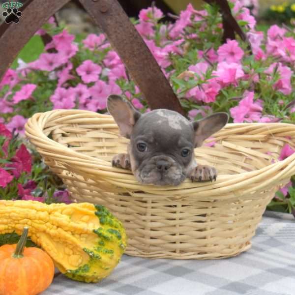Ripples, French Bulldog Puppy
