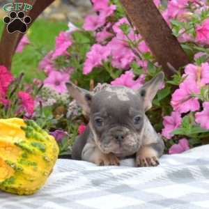 Ripples, French Bulldog Puppy