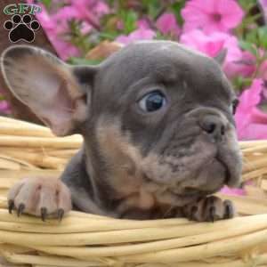 Ripples, French Bulldog Puppy