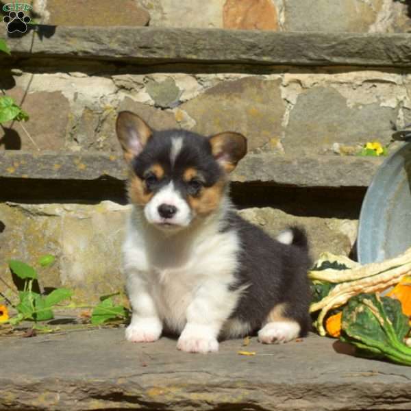 Rita, Pembroke Welsh Corgi Puppy