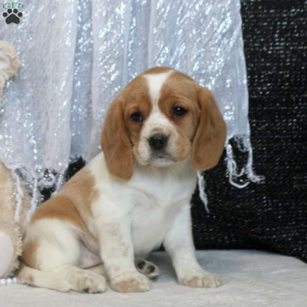 Rita, Beaglier Puppy