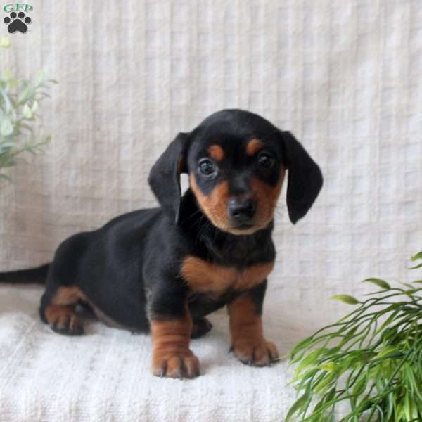 Rita, Dachshund Puppy