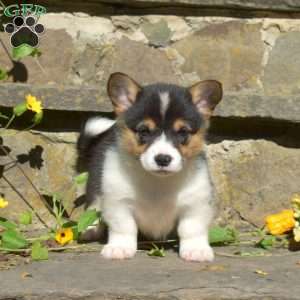 Rita, Pembroke Welsh Corgi Puppy