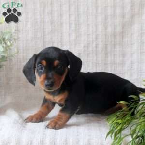 Rita, Dachshund Puppy