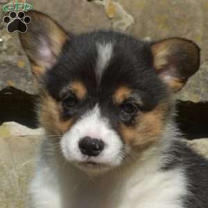 Rita, Pembroke Welsh Corgi Puppy