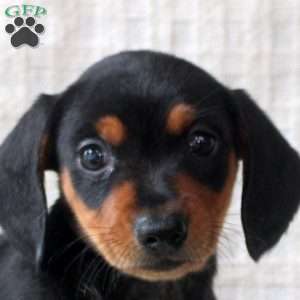 Rita, Dachshund Puppy