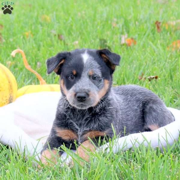 River, Blue Heeler – Australian Cattle Dog Puppy