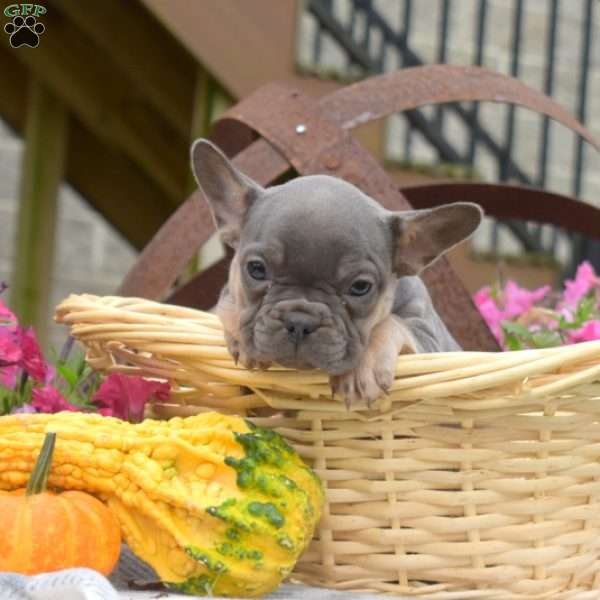 River, French Bulldog Puppy