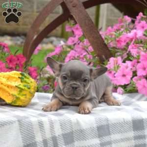 River, French Bulldog Puppy