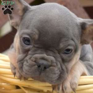 River, French Bulldog Puppy