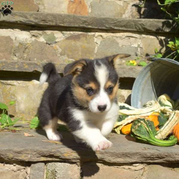 River, Pembroke Welsh Corgi Puppy