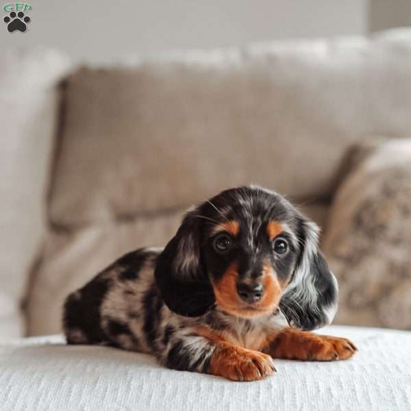 River, Dachshund Puppy
