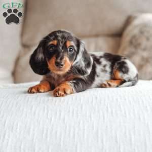 River, Dachshund Puppy