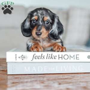 River, Dachshund Puppy