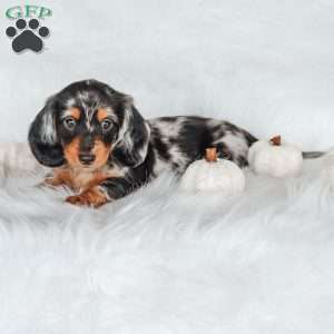 River, Dachshund Puppy
