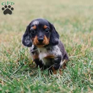 River, Dachshund Puppy