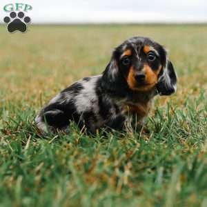 River, Dachshund Puppy